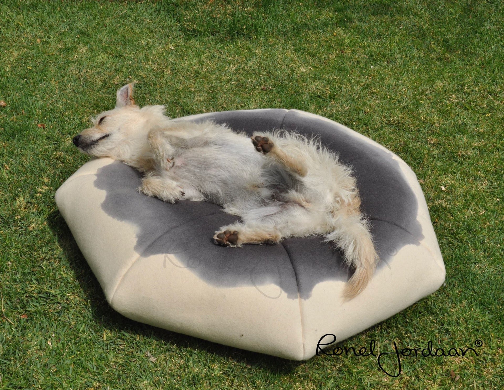 Dog Bed