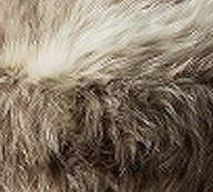 Coyote Faux Fur